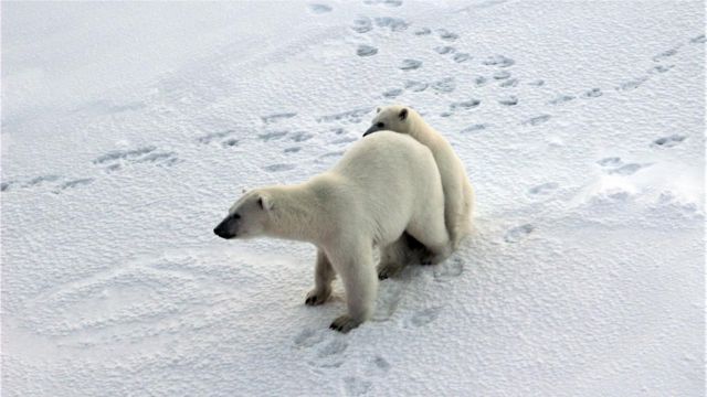 北极科考 在北极熊的冰雪家园里安营扎寨 c 英伦网