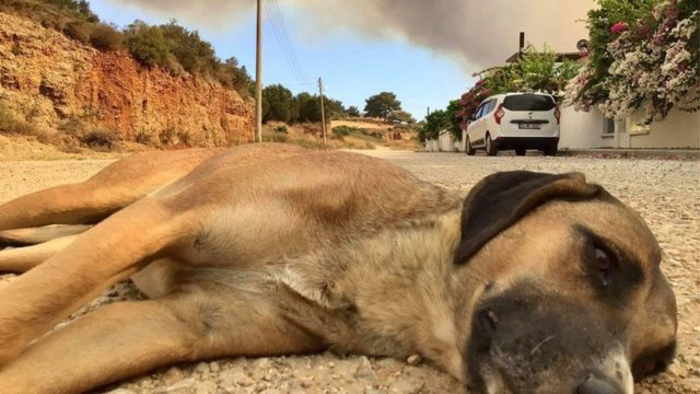 У Мармарисі ветеринарні клініки оголосили, що безкоштовно лікуватимуть тварин, постраждалих від вогню