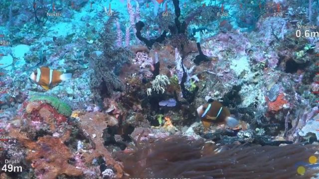 Underwater footage of the reef