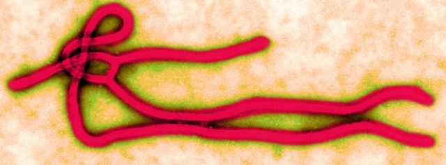Virusi ya Ebola