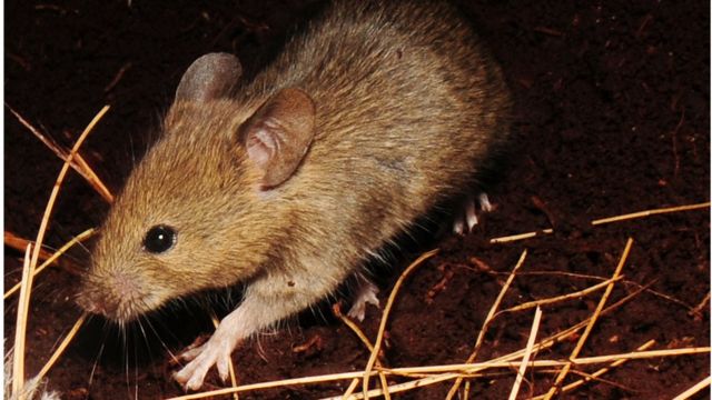 Nova espécie de ratazana gigante é descoberta por cientista australiano -  BBC News Brasil