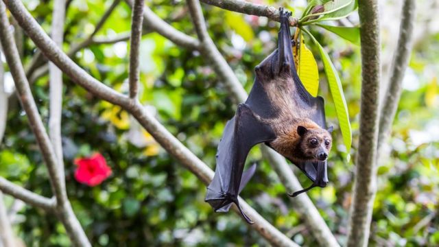 أكثر من 500 نوع من النباتات كالمانجو والموز والأفوكادو تعتمد على الخفافيش في عملية التلقيح