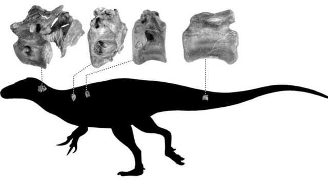 Silhouette of a theropod indicating where the bones were from