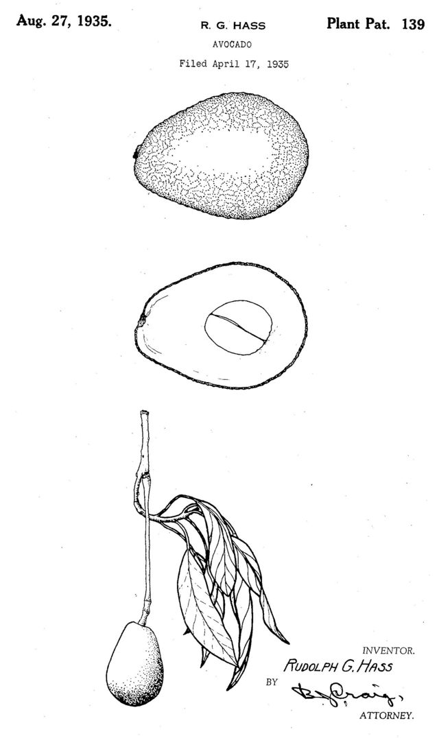 Dibujo del aguacate Hass incluido en la patente otorgada en 1935.