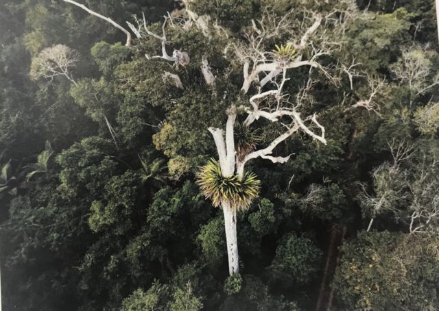 Antes dos portugueses, SP teve floresta tropical, Cerrado e mini