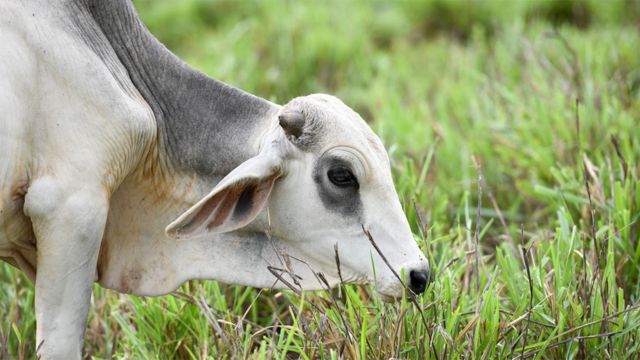 Vaca pastando