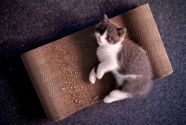 kucing kloning