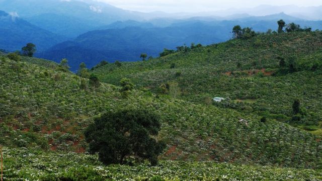 Coffee plantation in blossom in Vietnam