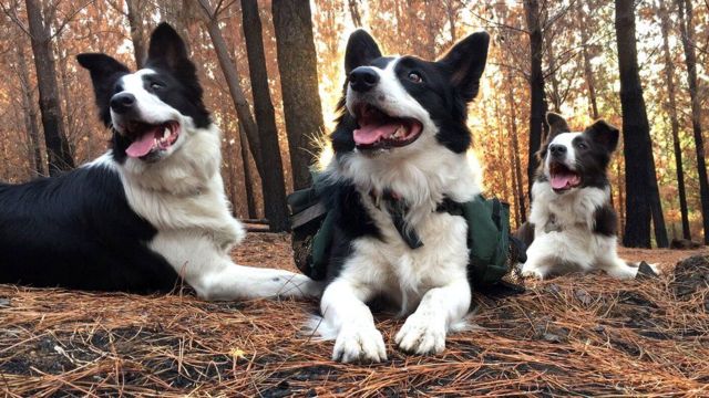 As cadelas Das, Summer e Olivia, em um bosque no Chile