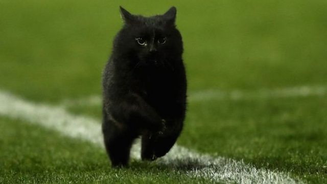 Чорний кіт