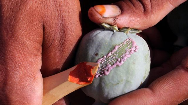 An Afghan farmer harvests opium sap