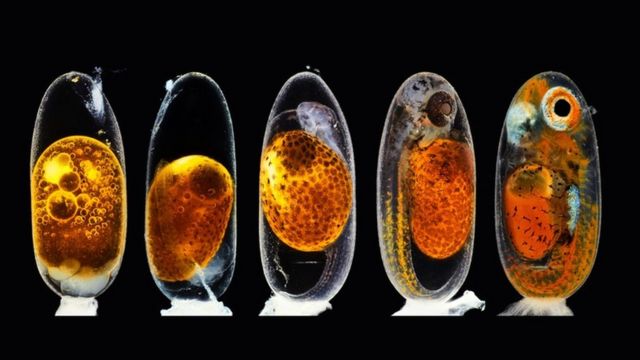 Un pez payaso embrionario crece dentro de su huevo.