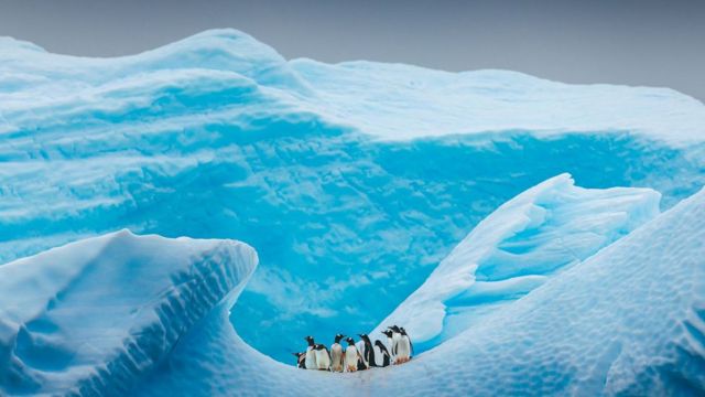 Pinguins caminhando no gelo
