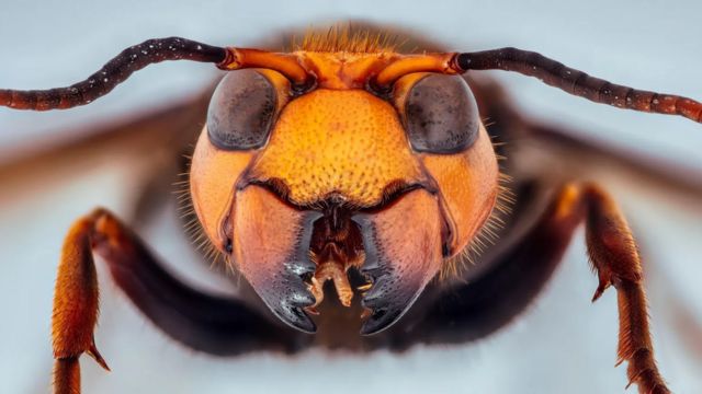 Close em uma vespa asiática