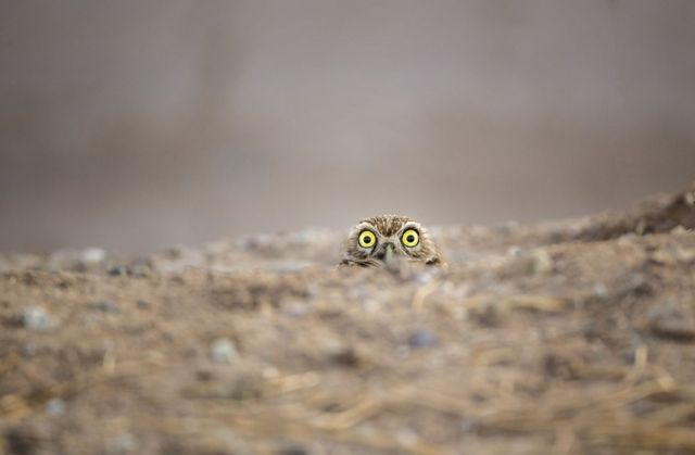 写真で見る コメディー野生動物写真賞 18年の受賞作品 cニュース