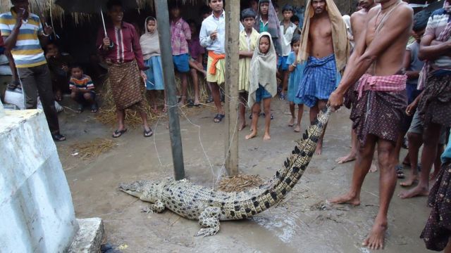 मगरमच्छ