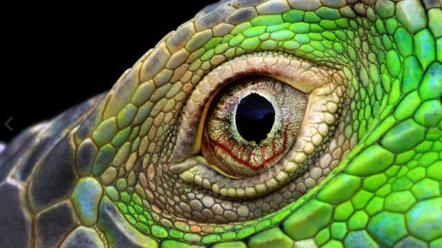 Close-up of an Iguana's eye by Muhammad Roem