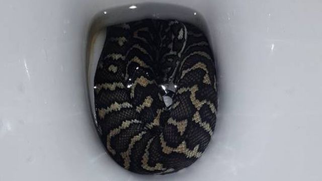 Australia: Thirsty snakes slither into toilets