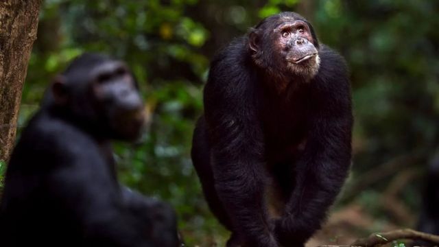 நியாண்டர்தால்கள் நம் முன்னோர்களுடன் போரிட்டனரா? 40 ஆயிரம் ஆண்டுகளுக்கு முன் நடந்தது என்ன?