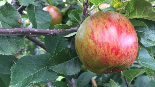 £20m a year, that is what the harvest is worth to the apple growers of County Armagh