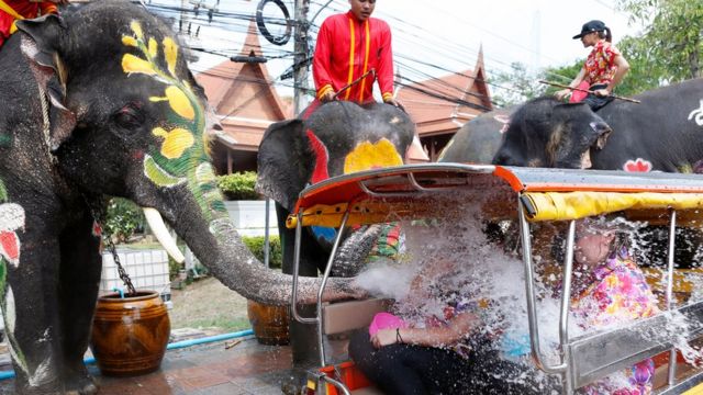 สงกรานต์ช้างที่อยุธยา