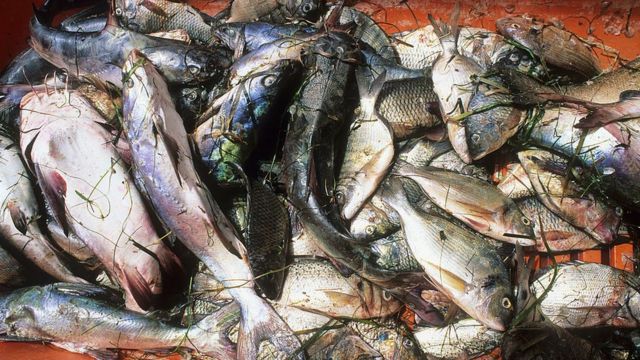 Pêche