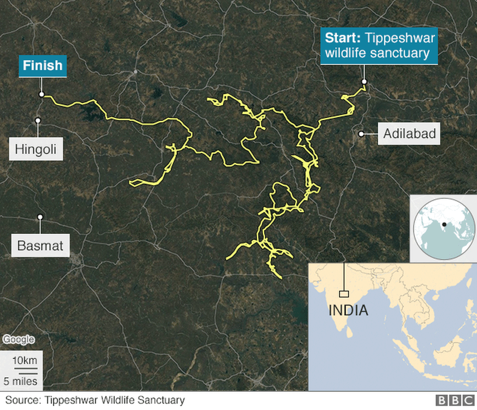 बाघ की यात्रा को दिखलाता नक्शा