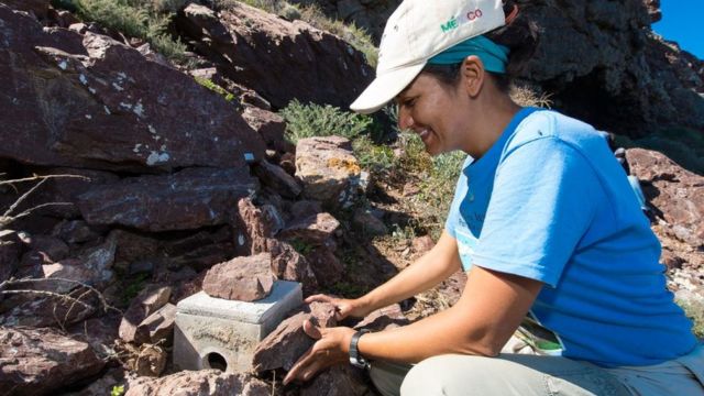 Bedolla colocando un nido de madera entre las rocas