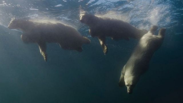 在水下被熊“追击”(photo:BBC)