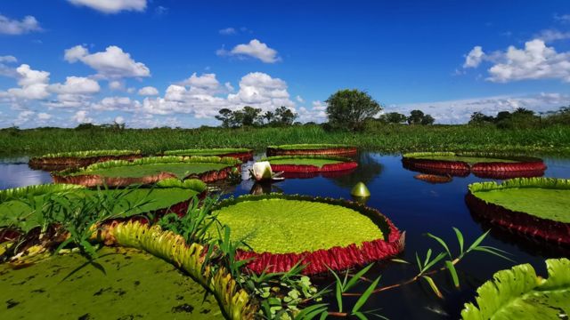 Victoria boliviana in Bolivia