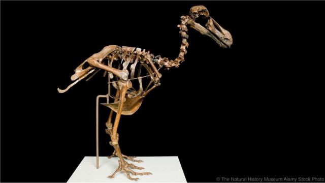 Esqueleto composto de um dodô