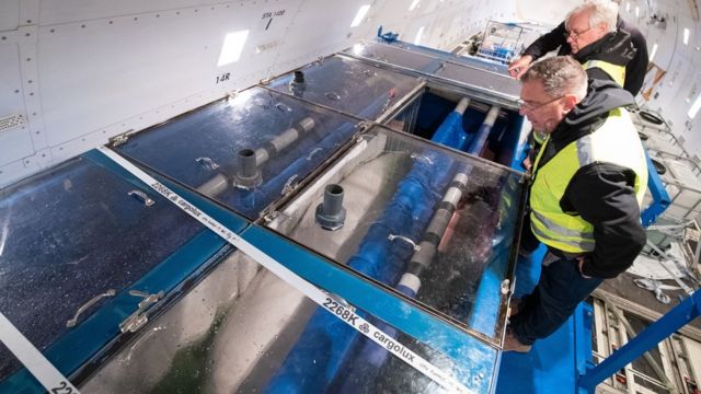 First 'retirement home' for showbiz beluga whales