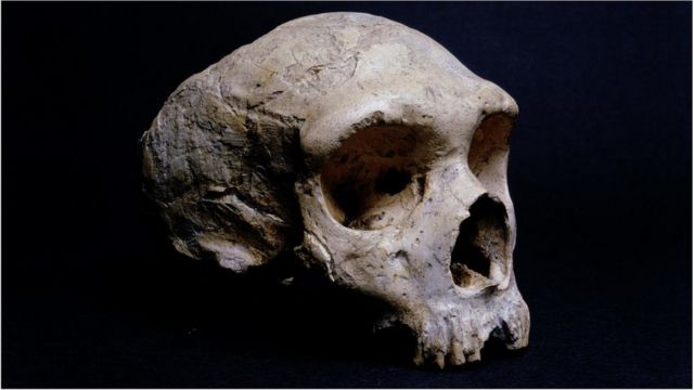 Неандерталец Википедия Доклад