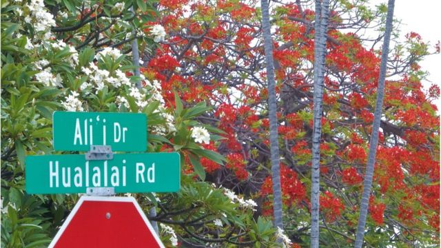 Hoa sứ và hoa phượng ở Kona, Big Island