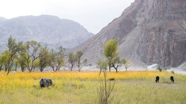 விலங்குகள்