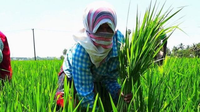 விவசாயி