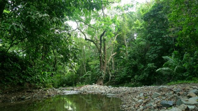 Selva del Darien