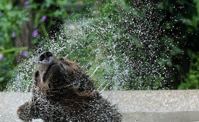 Seekor beruang muda bermain air di kebun binatang Bioparco di Roma.