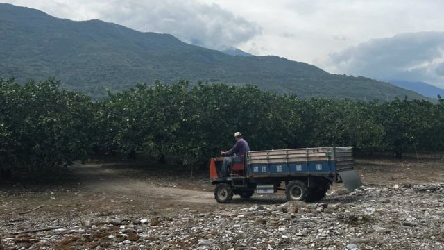 吴先生在自己的农场上开拖拉机工作，他希望台湾能找到新的出口市场(photo:BBC)
