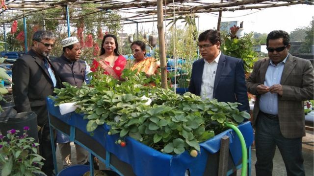 অধ্যাপক এম এ সালাম বলছেন যে কোন ধরণের সবজি হতে পারে