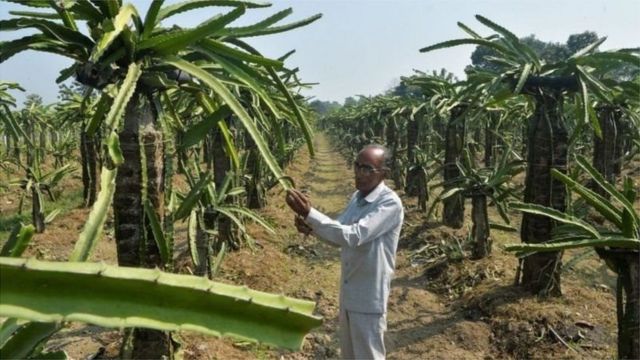 कमलम ड र गन फ र ट क ब र म क तन ज नत ह आप भ रत म इसक उपज कह ह त ह Bbc News ह द