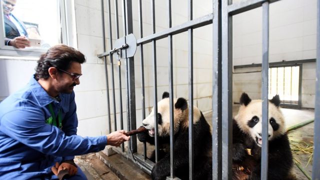 印度国宝级影星阿米尔·汗来到四川成都，开启了他体验中国四川行成都站的系列活动。图为阿米尔·汗给大熊猫喂食。