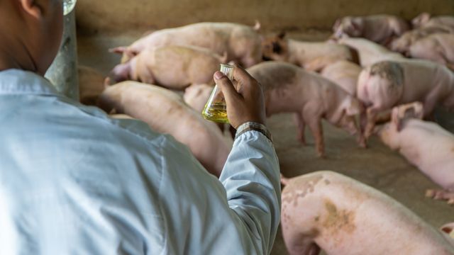 Un médico sostiene un matraz frente a unos cerdos
