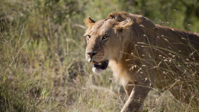 Intare zirakunze gutoroka ishamba I Nairobi