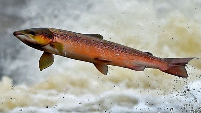 三文鱼好吃又有营养。(photo:BBC)