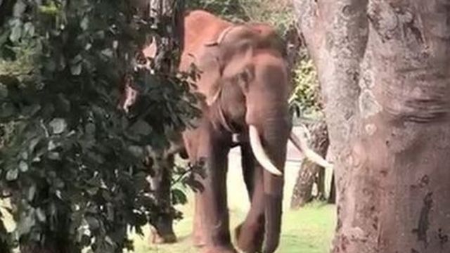 ரிவால்டோ யானை