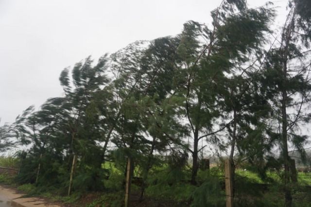 Images of fallen trees by strong wind in Binh Son district