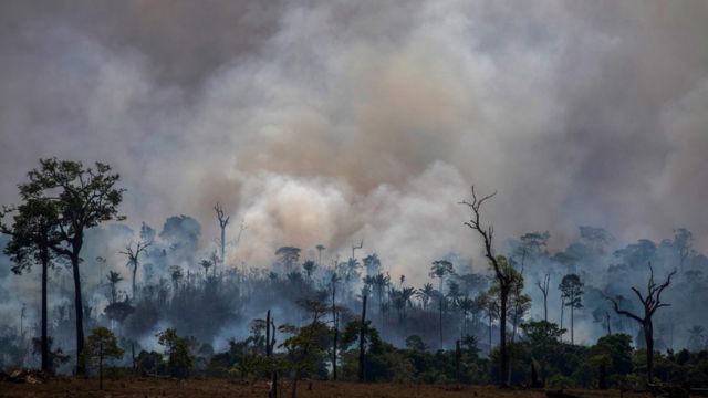 What about the animals caught in the Amazon rainforest fires? - BBC News