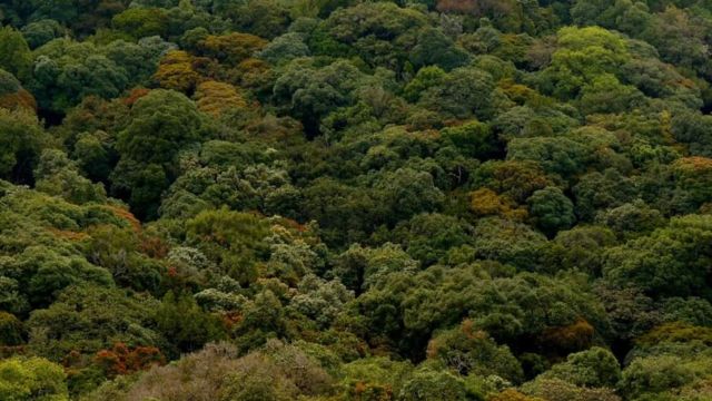 வனப் பகுதி