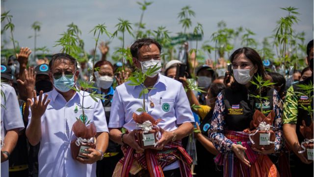 Ông Anutin và Đảng Bhumjaithai đã thúc đẩy thành công việc hợp pháp hóa cần sa ở Thái Lan